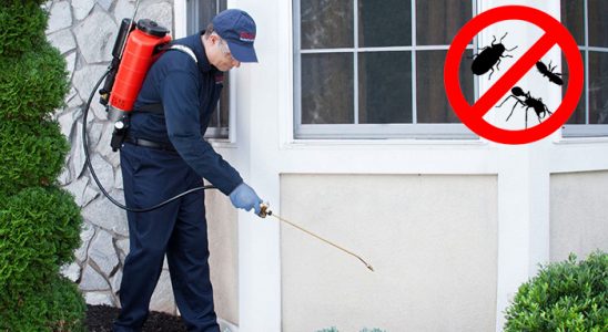 Köse Hamam Böceği İlaçlama böcek ilaçlama ve haşere kontrolü — ilaclama-tr.com